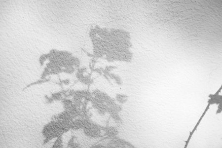 Abstract natural tree leaves shadow on white wall background
