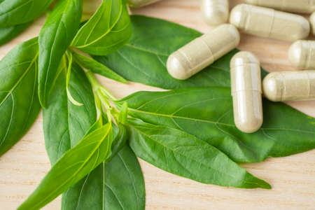 Herbal medicine capsules with Andrographis paniculata leaf on wood tableの写真素材