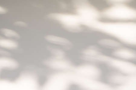 Abstract natural tree leaves shadow on white wall backgroundの写真素材