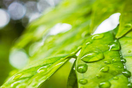 rain water drop on green leaf closeup natural background