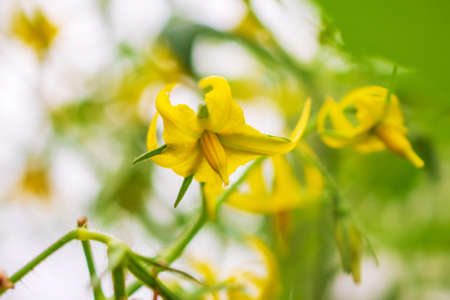 blooming yellow tomato flower close upの写真素材
