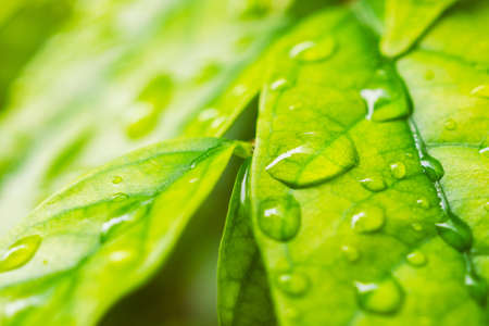 rain water drop on green leaf closeup natural background