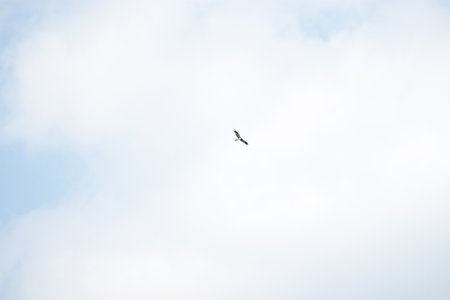 Hawk soars over the blue skyの写真素材