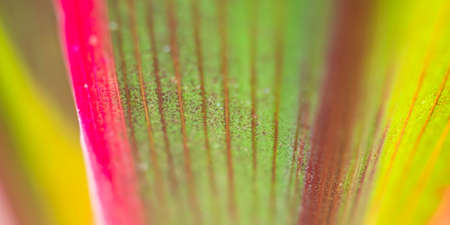 Plant leaf close up abstract backgroundの写真素材