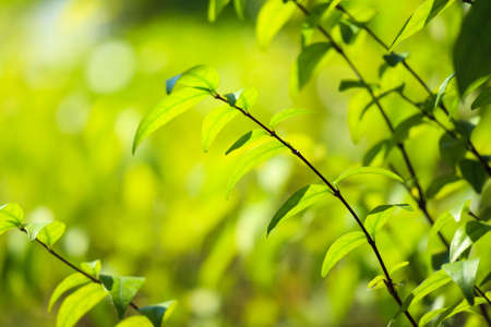 Plant green leaf in garden with bokeh backgroundの写真素材