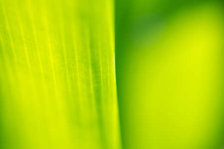 Plant green leaf in garden with bokeh backgroundの写真素材
