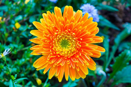 Orange gerbera flowers close up in the garden