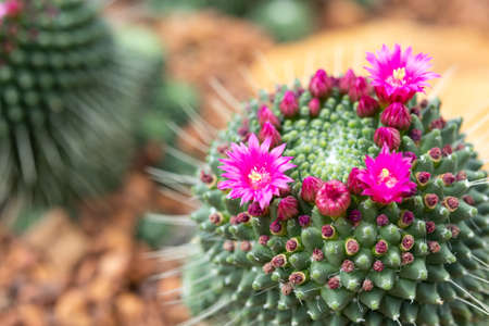 Pink cactus flower close up in the gardenの写真素材