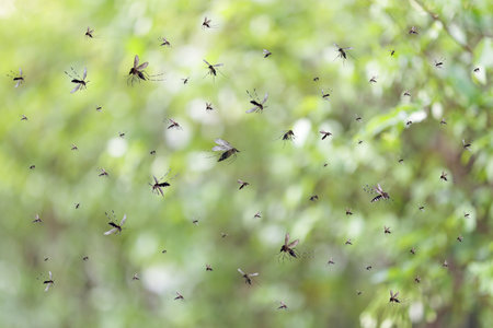 Swarm of mosquitoes fly in the parkの写真素材