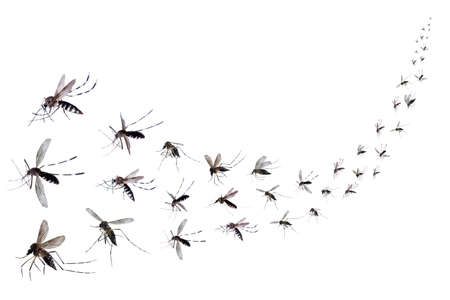Flying mosquitoes isolated on white backgroundの写真素材
