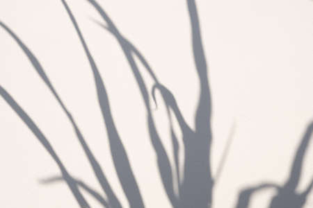 Abstract natural tree leaves shadow on white wall backgroundの写真素材