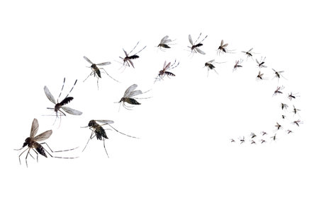 Flying mosquitoes isolated on white backgroundの写真素材