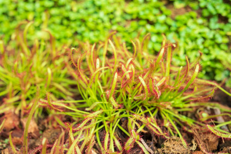 Sundew Drosera anglica carnivorous plant in the gardenの写真素材