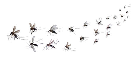 Flying mosquitoes isolated on white backgroundの写真素材