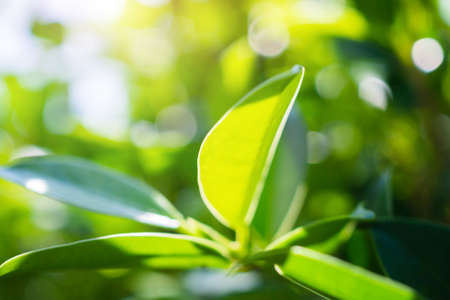 Plant green leaf in garden with bokeh background