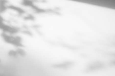 Abstract natural tree leaves shadow on white wall backgroundの写真素材