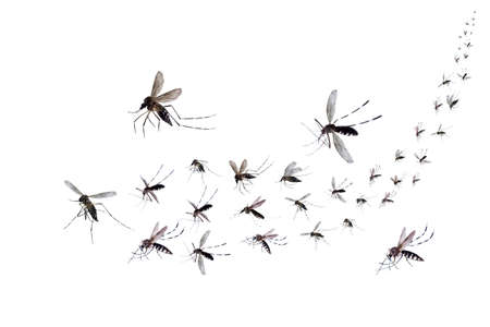 Flying mosquitoes isolated on white backgroundの写真素材