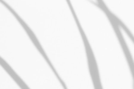 Abstract natural tree leaves shadow on white wall background