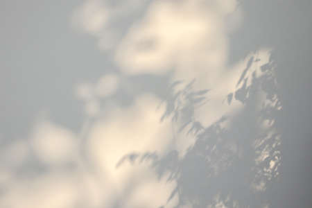 Abstract natural tree leaves shadow on white wall background