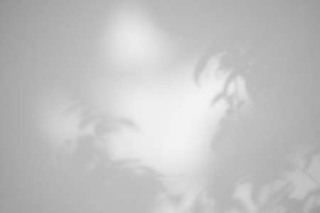 Leaves shadow on concrete wall background