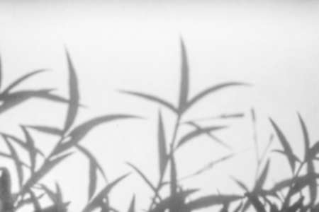 Abstract natural tree leaves shadow on white wall background
