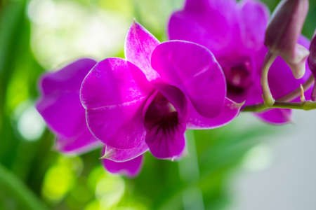 Beautiful Orchid flower blooming in garden floral backgroundの写真素材