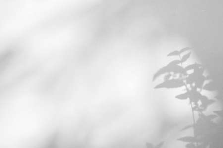 Abstract natural tree leaves shadow on white wall backgroundの写真素材