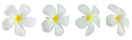 White frangipani flower isolated on white backgroundの写真素材