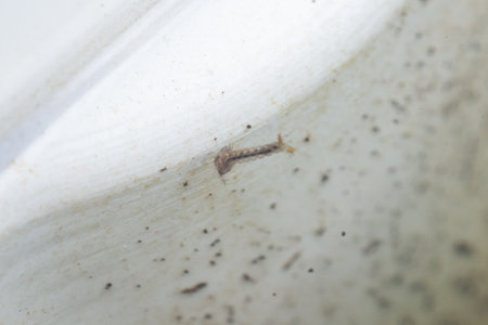 Mosquito larvae in stagnant water close up