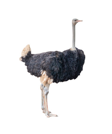 ostrich isolated on white backgroundの写真素材