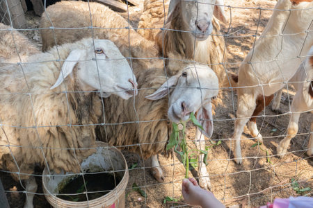 feeding sheeps with fresh green grass in farmの写真素材