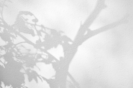 Abstract natural tree leaves shadow on white wall backgroundの写真素材