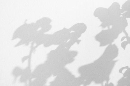 Abstract natural tree leaves shadow on white wall background
