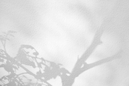 Abstract natural tree leaves shadow on white wall backgroundの写真素材