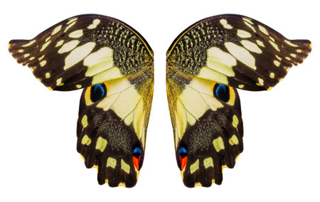 Butterfly wings isolated on white backgroundの写真素材