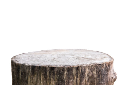 tree stump isolated on white backgroundの写真素材