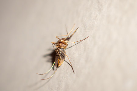 Mosquito on the wall background close upの写真素材