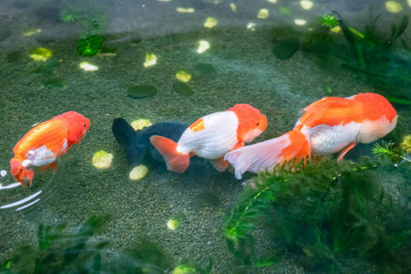 Goldfish in aquarium fish pond close upの写真素材