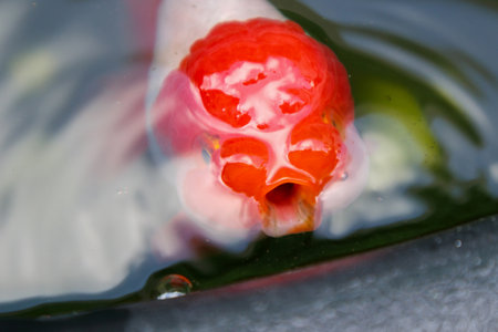 Goldfish in aquarium fish pond close upの写真素材