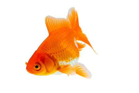 Oranda goldfish isolated on white background close upの写真素材