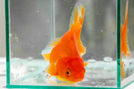 Oranda goldfish in aquarium fish tank close upの写真素材