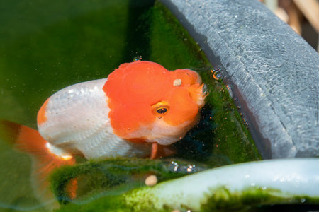 Goldfish in aquarium fish pond close upの写真素材