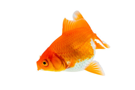 Oranda goldfish isolated on white background close upの写真素材