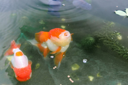 Goldfish in aquarium fish pond close upの写真素材