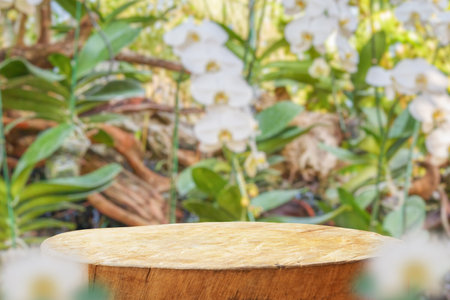 Empty old tree stump table top with blur orchid garden background for product displayの写真素材