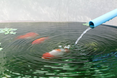 Goldfish in aquarium fish pond close upの写真素材