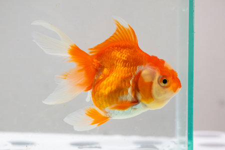Oranda goldfish in aquarium fish tank close upの写真素材