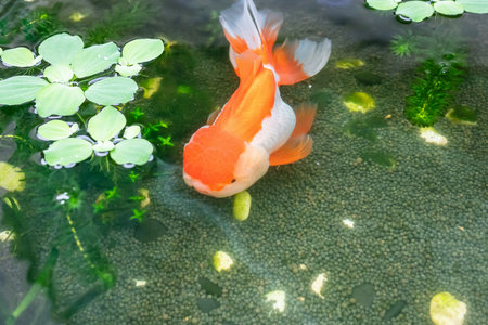 Goldfish in aquarium fish pond close upの写真素材