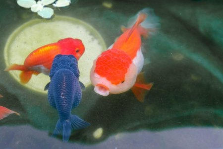 Goldfish in aquarium fish pond close upの写真素材