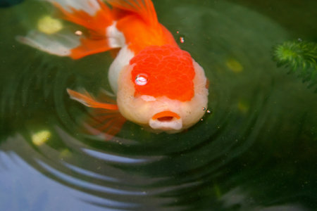 Goldfish in aquarium fish pond close upの写真素材